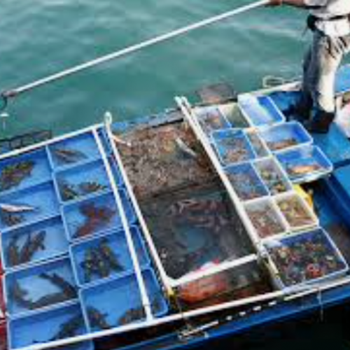 Marine Living Resources